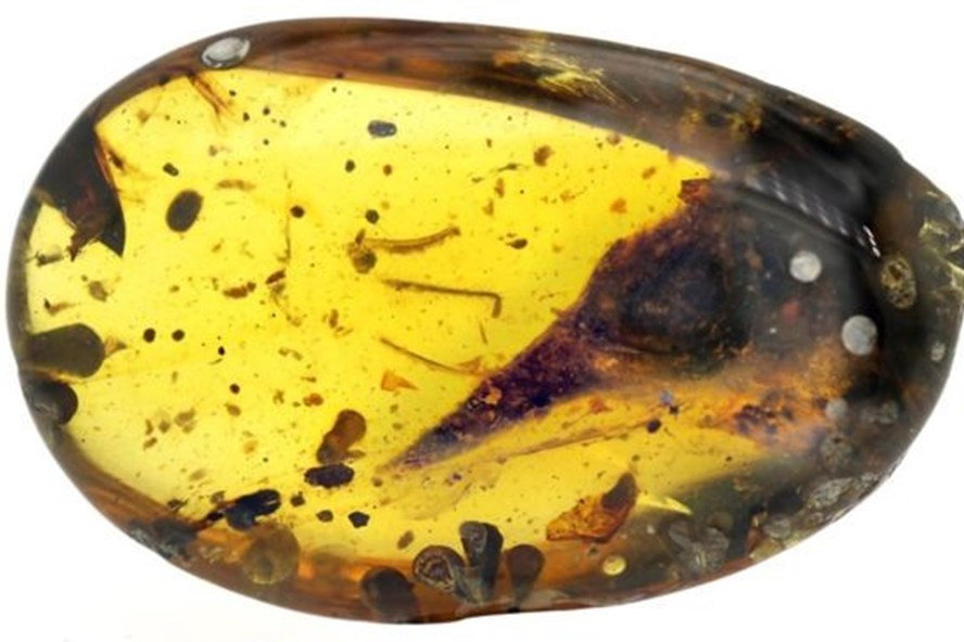 Hóa thạch hộp sọ của loài khủng long nhỏ nhất thế giới khoảng 99 triệu năm tuổi được phát hiện tại Myanmar.