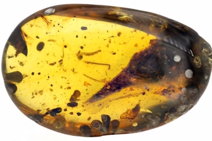 Hóa thạch hộp sọ của loài khủng long nhỏ nhất thế giới khoảng 99 triệu năm tuổi được phát hiện tại Myanmar.