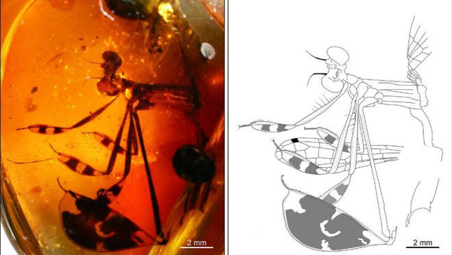 Con đực đáng yêu này, bị mắc kẹt bên trong hổ phách Myanmar 100 triệu năm tuổi khi đang cố tán tỉnh một con cái.