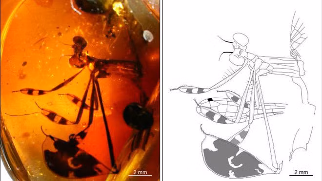 Con đực đáng yêu này, bị mắc kẹt bên trong hổ phách Myanmar 100 triệu năm tuổi khi đang cố tán tỉnh một con cái.