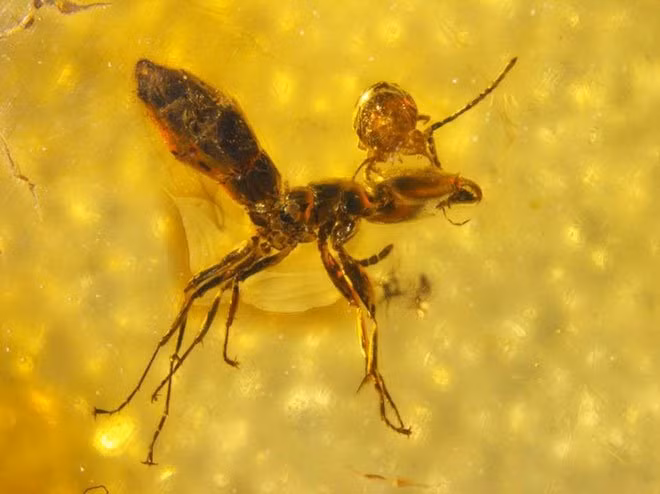 Có niên đại khoảng 44 triệu đến 49 triệu năm trước, đây là ví dụ lâu đời nhất về loài ve bám vào vật chủ của nó. Loài ve này tương tự như những loài ve ở xung quanh bạn ngày nay, khiến các nhà khoa học tin rằng nó đang ký sinh trên kiến thay vì tấn công nó.