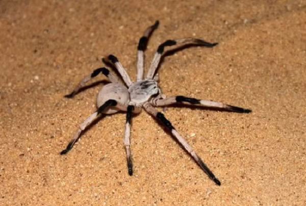 Nhện Cerbalus aravaensis là loài nhện có 2 màu đen và trắng, được phát hiện tại những bụi cát ở Israel vào năm 2009. Chúng có kích thước 14 cm, thường sống dưới mặt đất và yêu thích màn đêm.