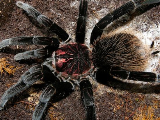 Nhện Xenesthis monstrosa có kích thước 23cm tính cả sải chân, chúng được tìm thấy nhiều nhất ở Colombia và Brazil, màu đen, thân hình chứa đầy lông màu nâu hoặc đỏ; ăn côn trùng lớn, thằn lằn nhỏ và các loại chuột nhưng vô hại với con người.