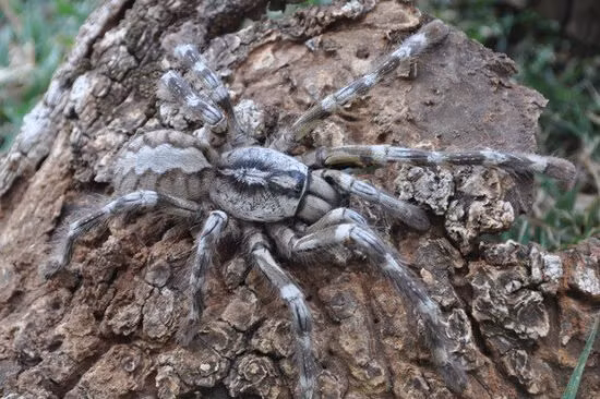 Nhện Poecilotheria Rajaei có kích thước 20cm, nhiều màu sắc ấn tượng (hồng nhạt pha xám ở bụng), di chuyển nhanh, có chứa nọc độc với hàm lượng độc tố cao, có thể giết chết chuột, những con chim nhỏ và rắn.