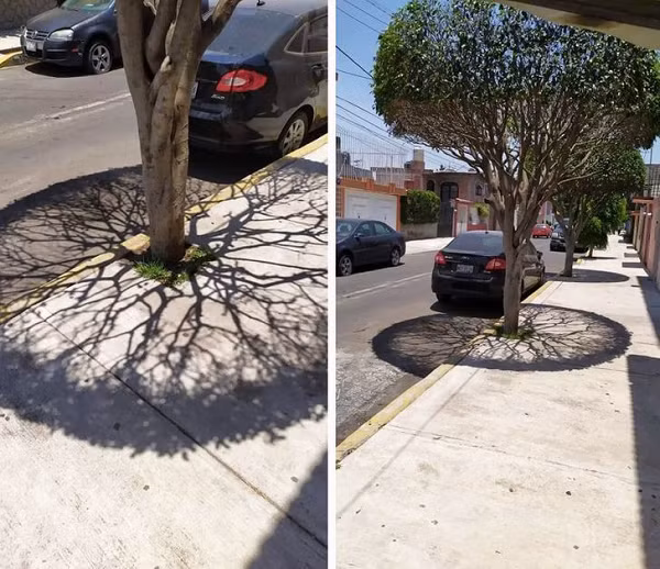 Mặt trời và cấu trúc cành cây tự nhiên tạo ra một vòng tròn hoàn hảo trên đường phố