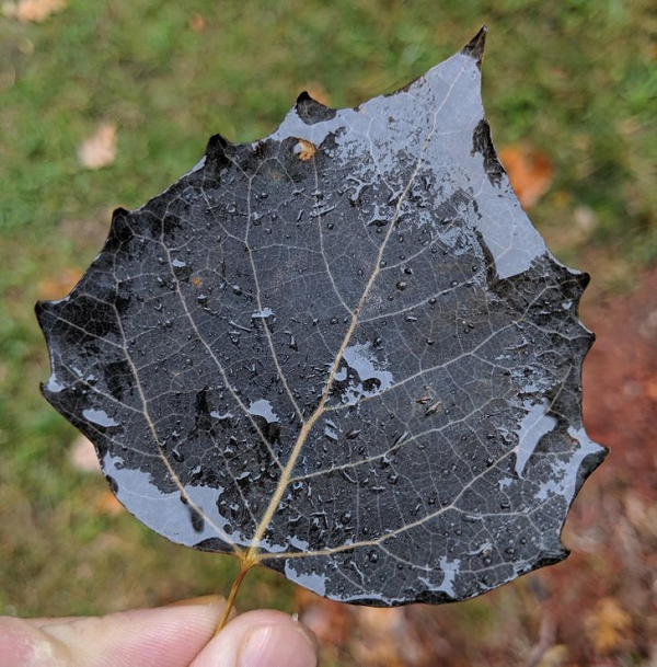 Một chiếc lá màu xám không thề qua photoshop.