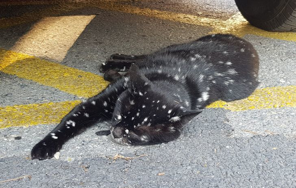 Một chú mèo lông đen đốm trắng lạ mắt.