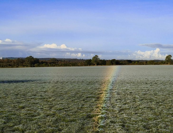 Lớp mạng nhện mỏng phủ đầy cánh đồng vô tình góp phần tạo ra cầu vồng trên mặt đất đẹp mắt