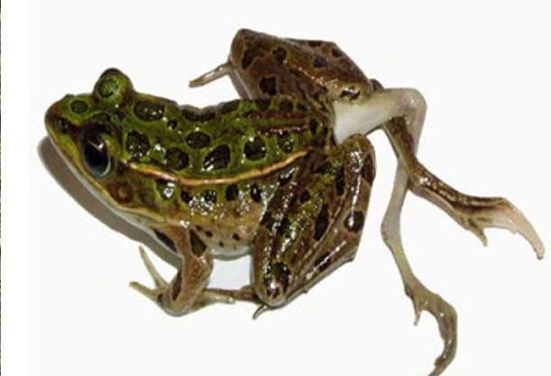Năm 1995, các nhà khoa học phát hiện nhiều con ếch dị dạng quanh sông hồ ở vùng đất ngập nước của Mỹ