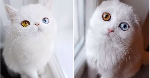 Mèo với đôi mắt hai màu tuyệt đẹp.