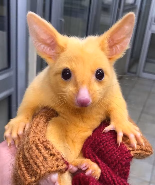 Pikachu phiên bản đời thật này là một chú chồn sở hữu bộ lông vàng.