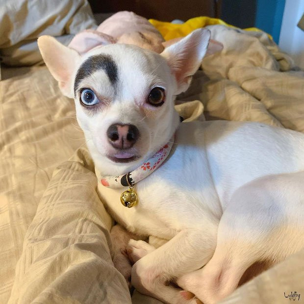 Khuôn mặt đặc biệt của chú chó cực hài hước.