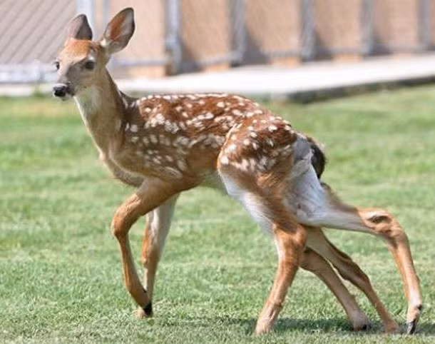 Một chú nai đã chào đời với 2 khung xương chậu, 2 cái đuôi và 4 cái chân sau.