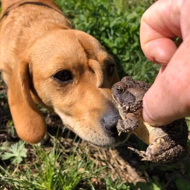 Chiếc 'sừng' mọc ra từ trán giống như chó 'kỳ lân'.