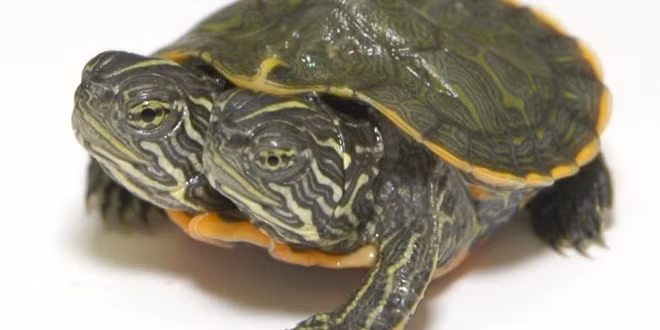 Dân địa phương ở Costa Rica đã phát hiện một con rùa hai đầu tại bờ biển vào năm 2009. Do kích thước quá khổ của 2 cái đầu, con rùa không thể chui vào mai như bình thường.