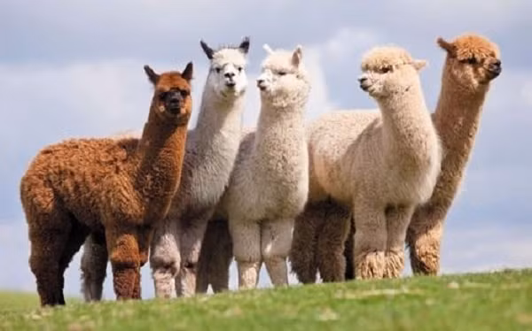 Alpaca là loài lạc đà không bướu sống chủ yếu ở dãy núi Andes, Nam Mỹ có đầu nhỏ, cổ dài, đuôi ngắn và phần lông trên đầu cực kỳ ấn tượng. Bộ lông rất dày giúp chúng thích nghi với điều kiện khí hậu lạnh.