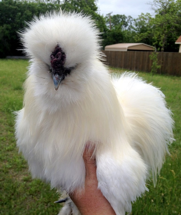 Gà Silkie có vẻ ngoài vô cùng đáng yêu với bộ lông xù như chó Nhật. Bộ lông này phủ kín thân những con gà Silkie và người ta chỉ có thể nhìn thấy mặt của chúng. Với bộ lông xù đặc trưng này, gà Silkie có thể sống được ở những nơi có khí hậu khắc nghiệt. Gà Silkie có tuổi thọ khoảng chín năm.