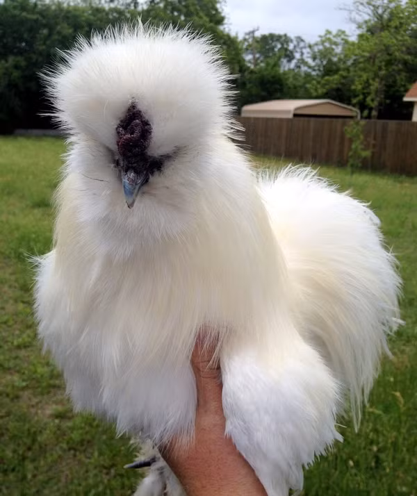 Gà Silkie có vẻ ngoài vô cùng đáng yêu với bộ lông xù như chó Nhật. Bộ lông này phủ kín thân những con gà Silkie và người ta chỉ có thể nhìn thấy mặt của chúng. Với bộ lông xù đặc trưng này, gà Silkie có thể sống được ở những nơi có khí hậu khắc nghiệt. Gà Silkie có tuổi thọ khoảng chín năm.