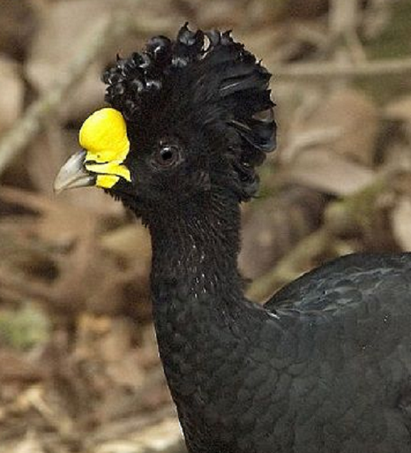 Chim Crax rubra sống ở vùng Trung Mỹ. Nó cao khoảng một mét. Đặc điểm nổi bật nhất của loài chim này là những lọn "tóc xoăn" nổi bật phía trên đầu.