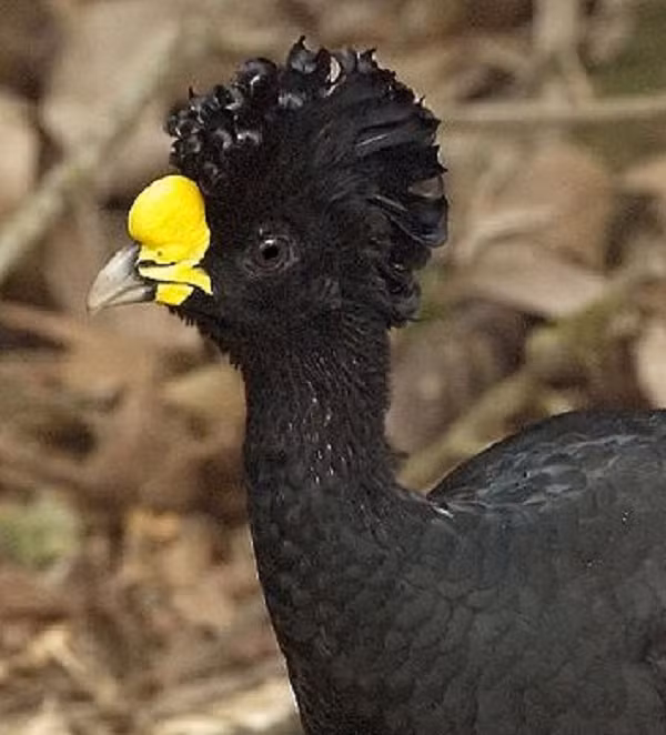 Chim Crax rubra sống ở vùng Trung Mỹ. Nó cao khoảng một mét. Đặc điểm nổi bật nhất của loài chim này là những lọn "tóc xoăn" nổi bật phía trên đầu.