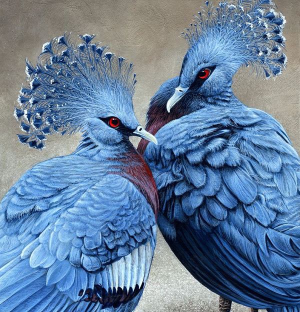 Bồ câu vương miện Victoria có bộ lông vũ màu xanh xám, sự lộng lẫy của loài chim này xuất phát từ điểm nhấn là "mái tóc" hình cánh quạt trên đỉnh đầu.