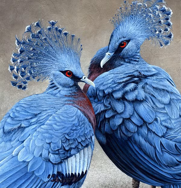 Bồ câu vương miện Victoria có bộ lông vũ màu xanh xám, sự lộng lẫy của loài chim này xuất phát từ điểm nhấn là "mái tóc" hình cánh quạt trên đỉnh đầu.