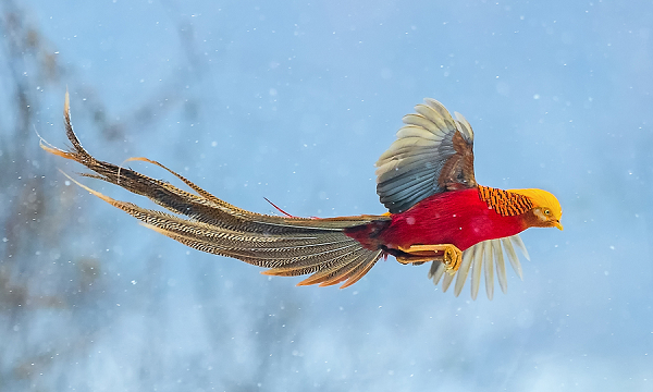 Chim trĩ vàng là một trong những loài có bộ lông rực rỡ nhất trong họ nhà chim với "mái tóc" màu vàng rực rỡ, kết hợp với màu đỏ tươi và xanh lá cây đặc trưng. Đặc biệt, những con chim trống sở hữu chiếc đuôi dài 90-105cm vô cùng ấn tượng, chiếm khoảng 2/3 chiều dài cơ thể.