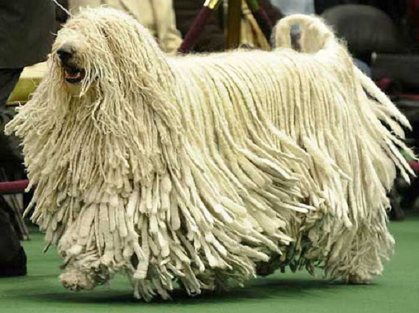 Chó Komondor có bộ lông màu trắng xoắn bện vào với nhau. Lông của Komondor có thể dài từ 20 - 27cm với tổng trọng lượng trên dưới 30kg.