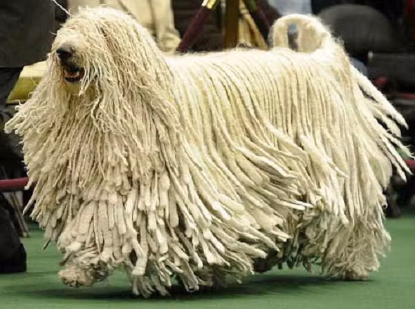 Chó Komondor có bộ lông màu trắng xoắn bện vào với nhau. Lông của Komondor có thể dài từ 20 - 27cm với tổng trọng lượng trên dưới 30kg.