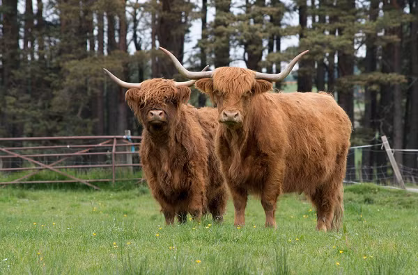 Bò cao nguyên Scotland gây ấn tượng bởi cặp sừng dài cùng bộ lông rậm rạp, đặc biệt là ở trên trán. "Tóc" của loài bò này được xem là dài nhất trong bất kỳ giống gia súc và giúp bảo vệ chúng trong mùa đông lạnh