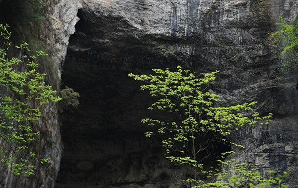 Nhìn vách đá Didonghe Tiankeng đổ thẳng xuống là một dòng sông ngầm, các hang động thông với nhau, một khu rừng nguyên sinh rậm rạp và huyền bí.