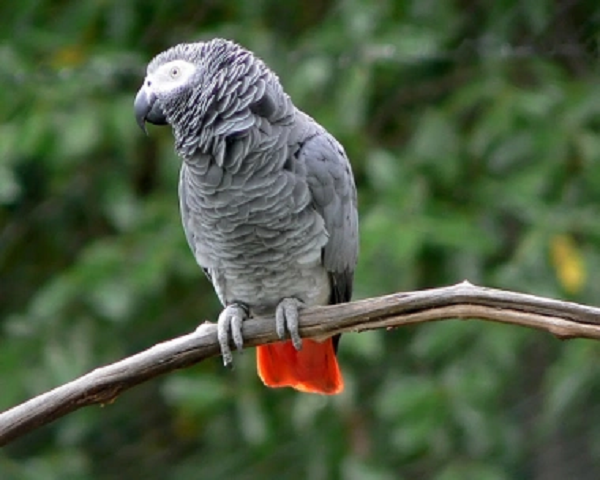 Hiện những con vẹt đang được giữ ở các khu vực khác nhau của vườn thú. Các nhân viên hy vọng rằng không có "bạn xấu" ở cạnh để học nhau việc chửi thề, những con chim sẽ trở lại với cách trò chuyện bình thường hơn như trước kia.