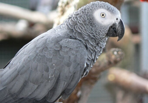 Steve Nichols - Giám đốc điều hành Công viên Động vật Hoang dã Lincolnshire - cho biết, 5 con vẹt xám châu Phi được nhận nuôi vào ngày 15/8 và được cho vào cùng phòng với nhau.