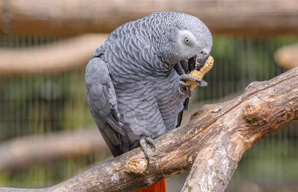 Điều đặc biệt thú vị là việc chửi bậy nói tục của những con vẹt trước đó lại không nhận được lời phàn nàn nào từ du khách. Thậm chí có vẻ như những người đi qua và thấy những con chim đang nói những câu nguyền rủa này lại hài hước hơn bất cứ điều gì khác ở trong vườn thú.