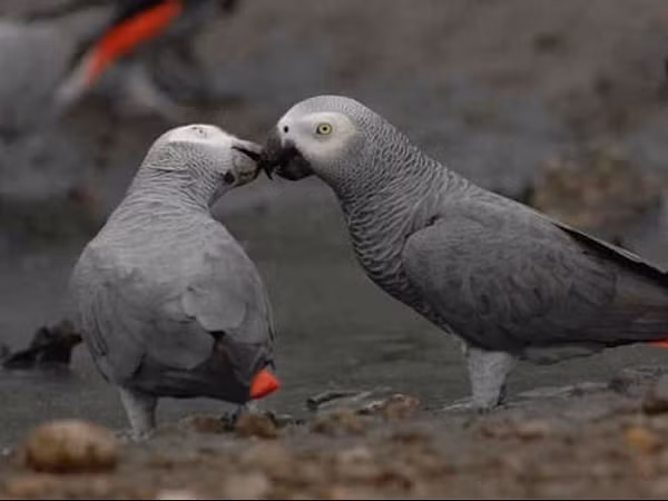 Ông Steve nói thêm, vẹt xám châu Phi là loài rất thành thạo trong việc học cách phát âm.