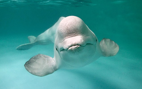 3. Cá voi trắng là loài cá nhỏ nhất trong các loài cá voi với kích thước từ 4m – 6m và nặng tới 1,3 tấn, chúng thuộc loài động vật hiếm nhất hành tinh và ít ai có thể nhìn thấy chúng.