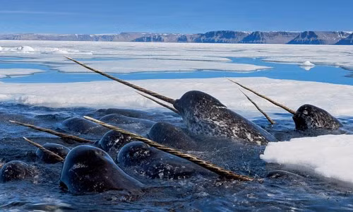 Kỳ lân biển đặc biệt khi mang một chiếc ngà dài xoắn và đương nhiên không dùng để làm trang trí, kích thước dài từ 3-5m và nặng tới 10kg, trong mỗi cuộc giao đấu với kẻ thù thì đây là một vũ khí hữu hiệu. Các nhà khoa học cũng cho rằng, những chiếc ngà này thường được các con đực sử dụng trong việc thu hút giống cái.