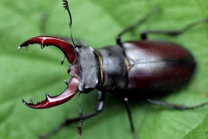 Bọ cánh cứng Stag Beetle - 89.000 USD: Stag Beetle là một loài bọ cánh cứng kỳ lạ với mức giá cao ngất ngưởng. Nó là một trong những loài kỳ lạ và hiếm nhất trên toàn thế giới.