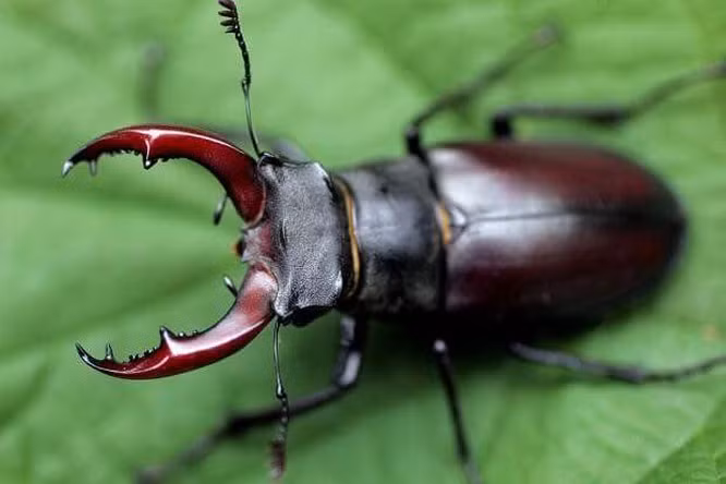 Bọ cánh cứng Stag Beetle - 89.000 USD: Stag Beetle là một loài bọ cánh cứng kỳ lạ với mức giá cao ngất ngưởng. Nó là một trong những loài kỳ lạ và hiếm nhất trên toàn thế giới.