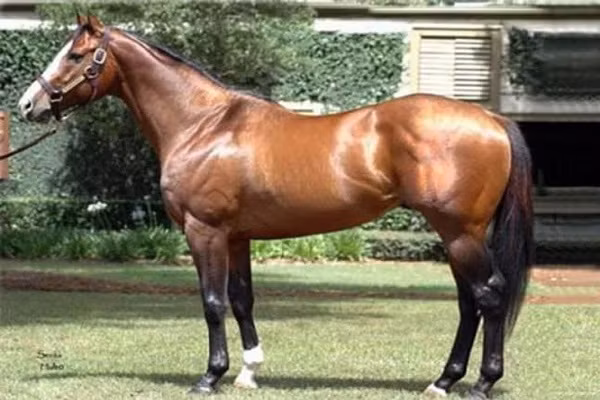 Ngựa Green Monkey có giá lên tới 16 triệu USD bởi giống ngựa này rất hiếm và có mức giá "trên trời" nhờ vẻ bề ngoài và tốc độ. Nó thường được sử dụng trong các cuộc đua ngựa và chiến thắng nhiều lần.