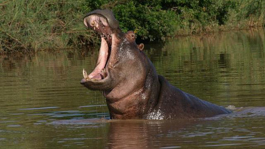 Ít ai biết rằng, sữa của hà mã lại có màu hồng.