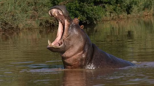 Ít ai biết rằng, sữa của hà mã lại có màu hồng.