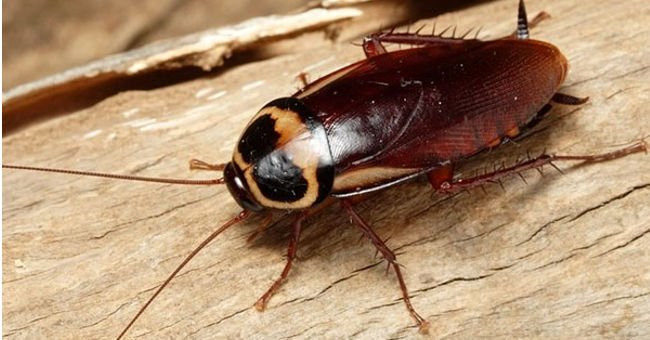 Gián có thể sống tới 9 ngày sau khi bị cắt lìa đầu.