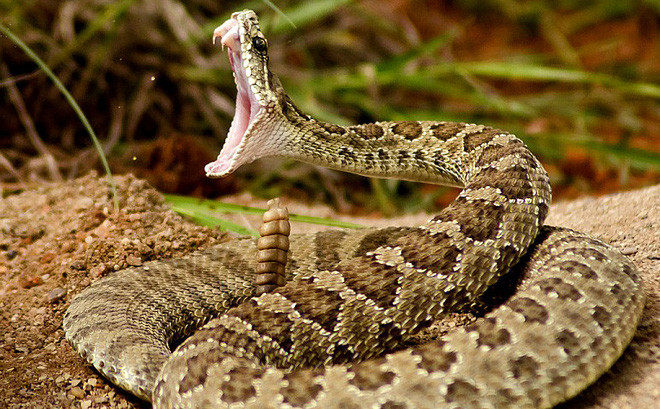 Thống kê cho thấy, mỗi lần giao phối của rắn chuông kéo dài tới... hơn 22 giờ.