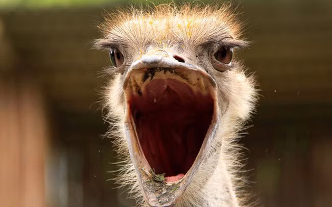 Đà điểu đực có thể gầm giống như sư tử.
