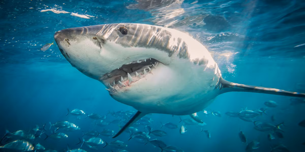 Cơ quan sinh sản của cá mập nằm trong lồng ngực.