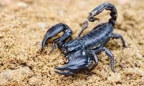 Một lượng nhỏ rượu cồn đổ lên người con bọ cạp cũng sẽ làm nó phát điên và tự chích vào mình cho đến chết.