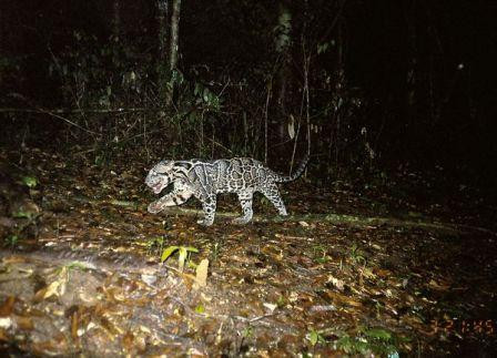 Báo mây được phát hiện trên đảo Borneo và đảo Sumantra. Loài báo này trước đây – được liệt kê trong danh sách của IUCN là loài dễ bị tổn thương – được cho là cùng một loài với loài báo mây trong đại lục.