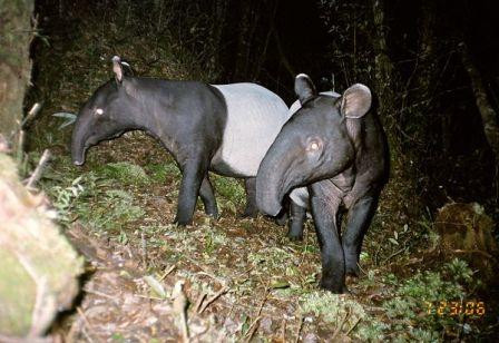 Một cặp heo vòi châu Á bị bắt gặp khi đang rong chơi. Loài heo vòi châu Á, có tên trong danh sách những loài có nguy cơ tuyệt chủng của IUNCN.