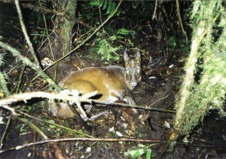Loài hươu Sumatran này tưởng chừng đã tuyệt chủng trong những dãy núi hoang vu miền tây của công viên quốc gia Kerinci Seblat, cho đến khi nó được tìm thấy trong bẫy của những người thợ săn vào tháng 9/2007.